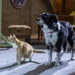 Cats & Dogs 3: 01-06-20